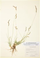 藏品(格蘭馬草)的圖片